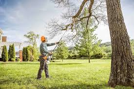 Best Fruit Tree Pruning  in Red Bluff, CA