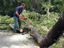 Best Tree Maintenance Programs  in Red Bluff, CA