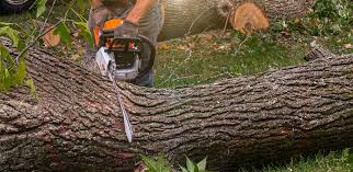 Best Storm Damage Tree Cleanup  in Red Bluff, CA