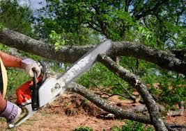 Best Root Management and Removal  in Red Bluff, CA