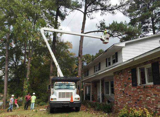 Best Tree Trimming and Pruning  in Red Bluff, CA