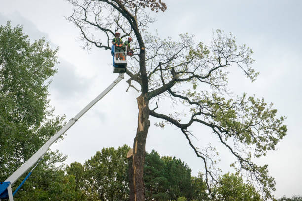 How Our Tree Care Process Works  in  Red Bluff, CA