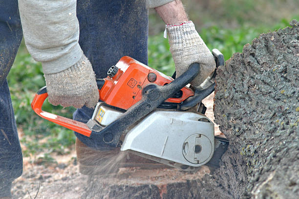 Best Tree and Shrub Care  in Red Bluff, CA