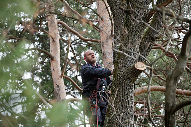 Trusted Red Bluff, CA Tree Services Experts