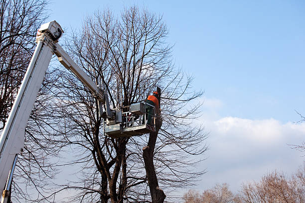 Best Utility Line Clearance  in Red Bluff, CA